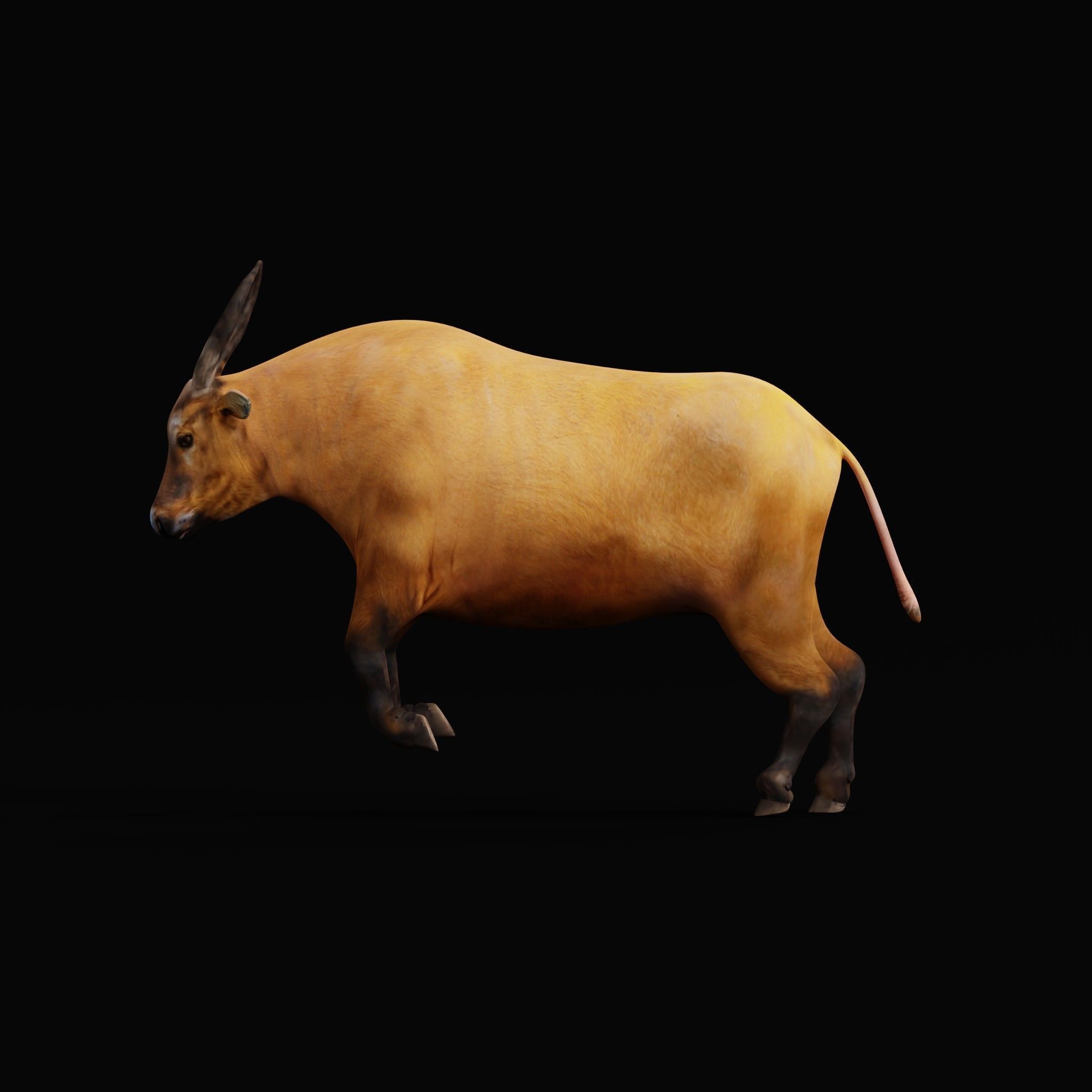 African Dwarf Forest Buffalo Low-poly 3D model_33