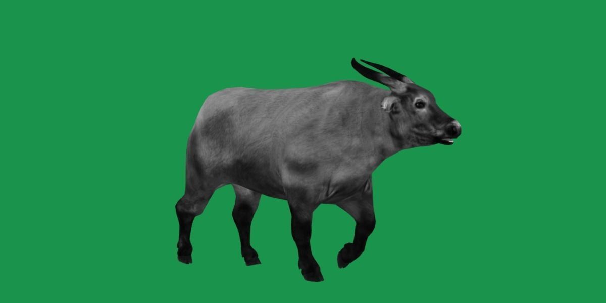 African Dwarf Forest Buffalo Low-poly 3D model_5