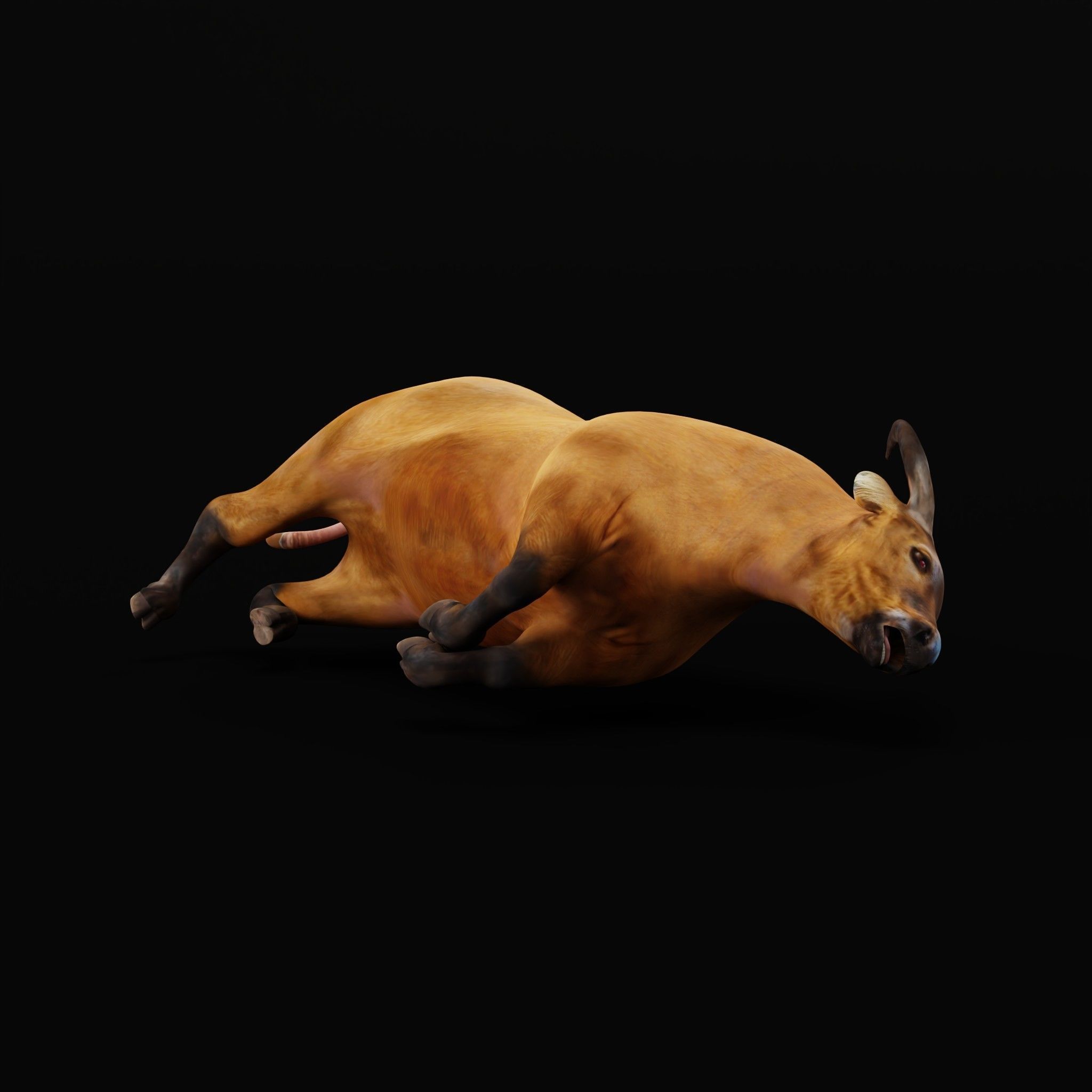 African Dwarf Forest Buffalo Low-poly 3D model_30