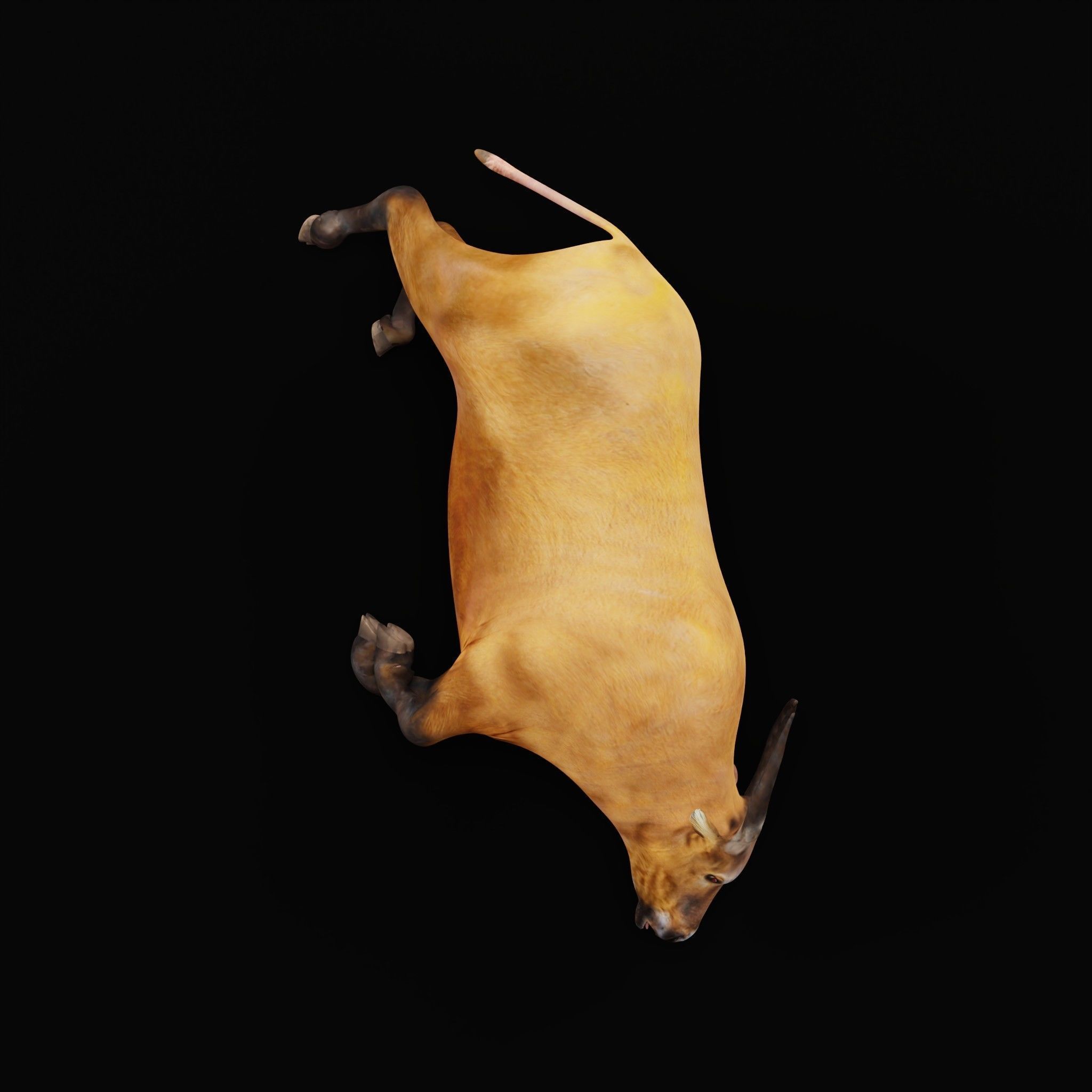 African Dwarf Forest Buffalo Low-poly 3D model_31