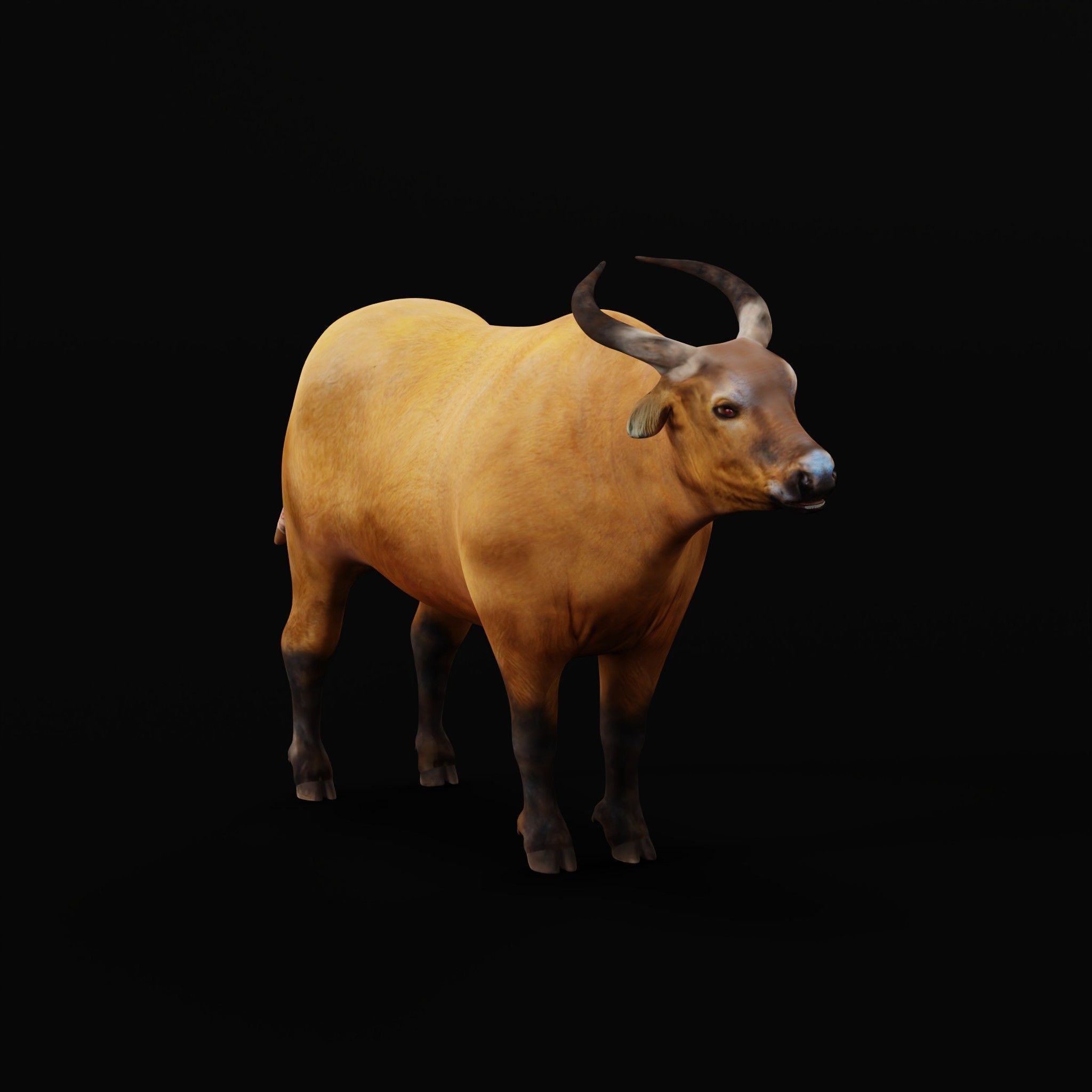 African Dwarf Forest Buffalo Low-poly 3D model_29