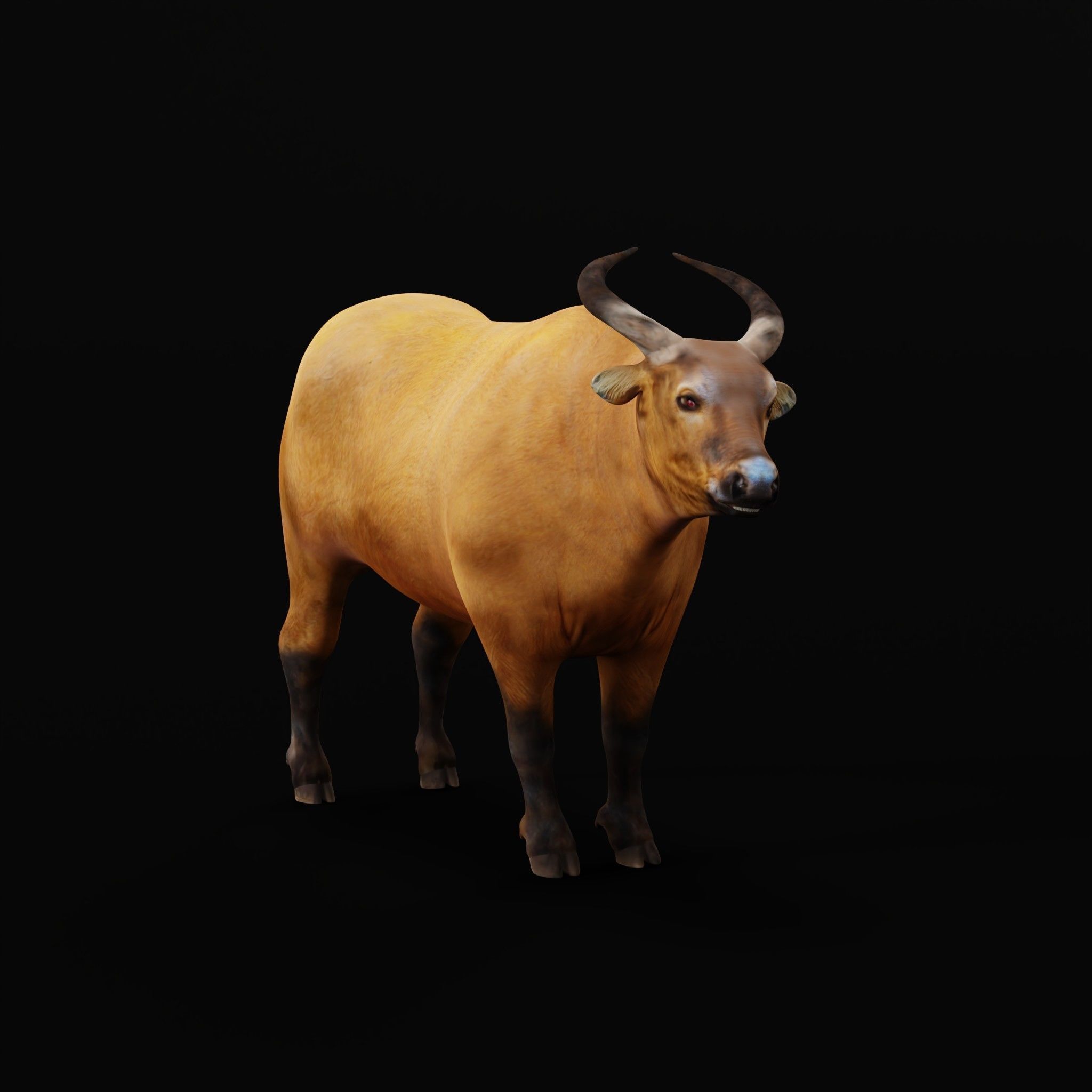 African Dwarf Forest Buffalo Low-poly 3D model_25
