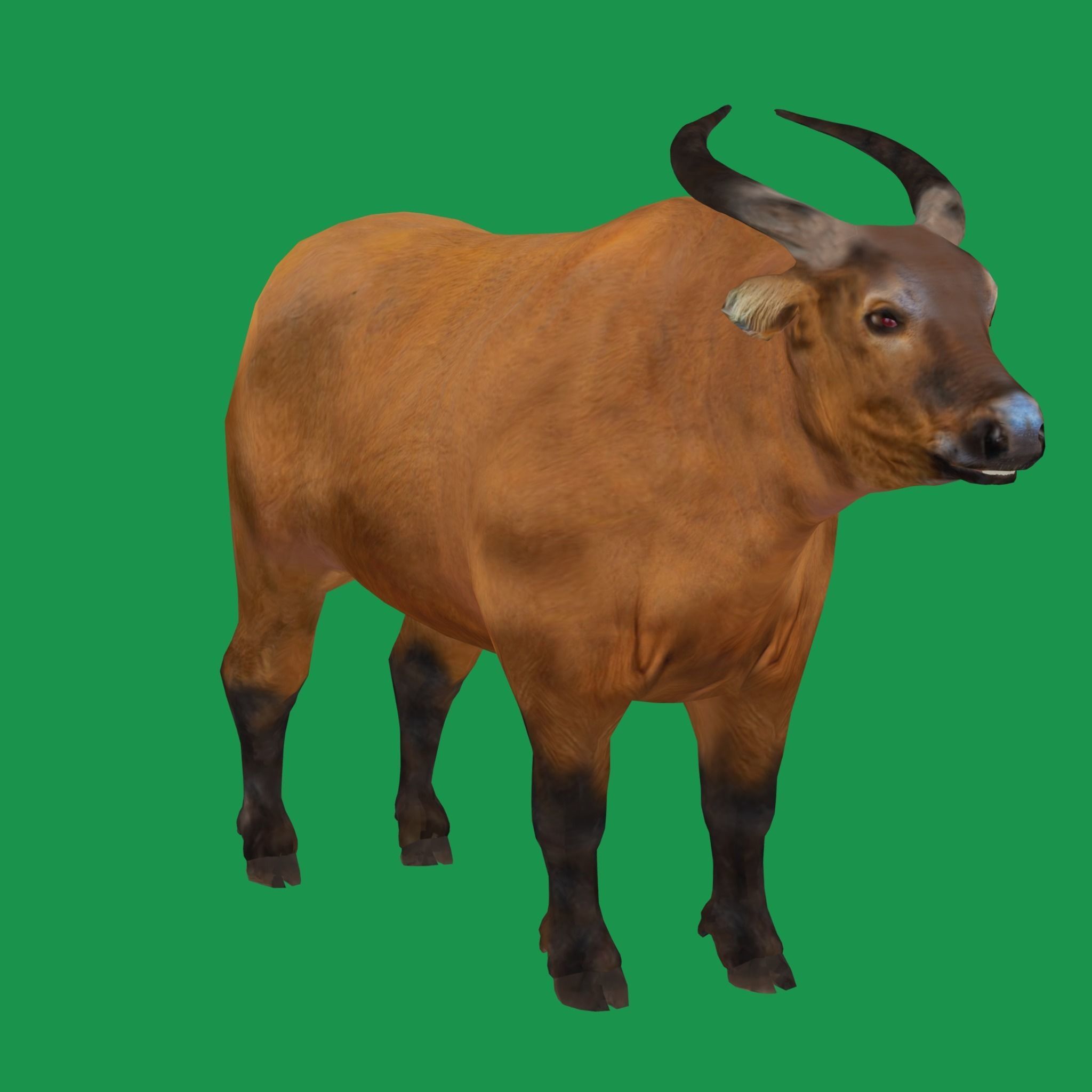 African Dwarf Forest Buffalo Low-poly 3D model_15