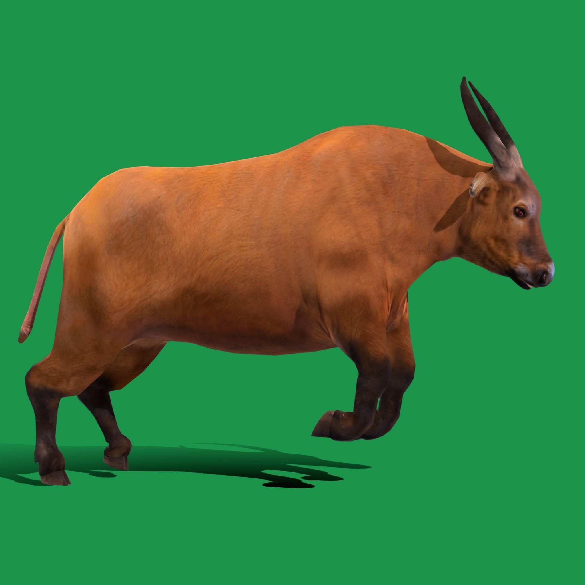 African Dwarf Forest Buffalo Low-poly 3D model_16