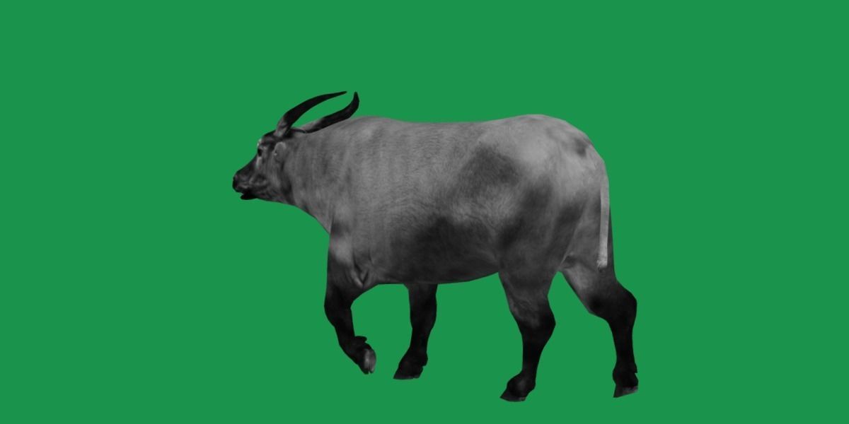 African Dwarf Forest Buffalo Low-poly 3D model_6