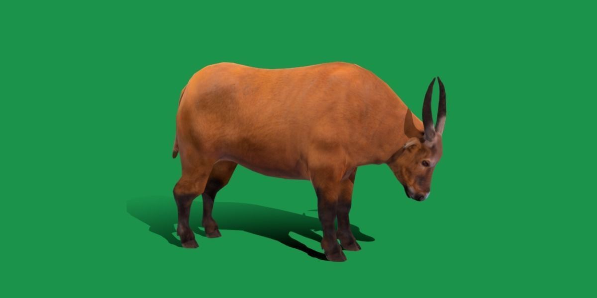 African Dwarf Forest Buffalo Low-poly 3D model_17