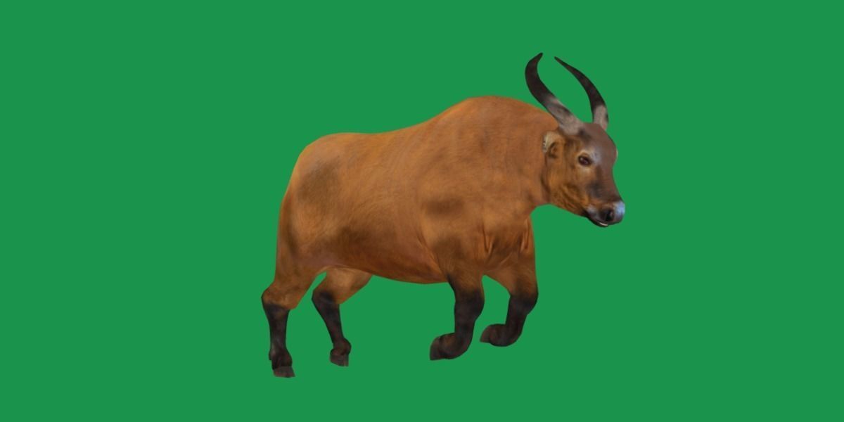 African Dwarf Forest Buffalo Low-poly 3D model_21