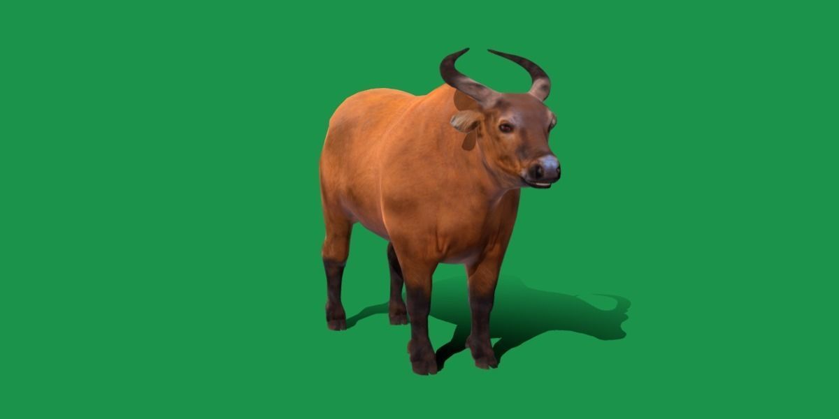 African Dwarf Forest Buffalo Low-poly 3D model_13