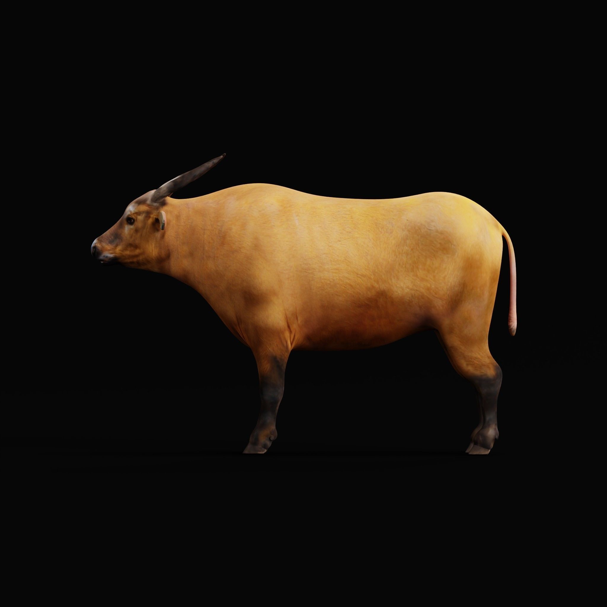 African Dwarf Forest Buffalo Low-poly 3D model_26