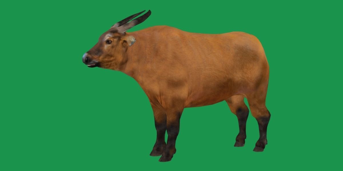 African Dwarf Forest Buffalo Low-poly 3D model_14