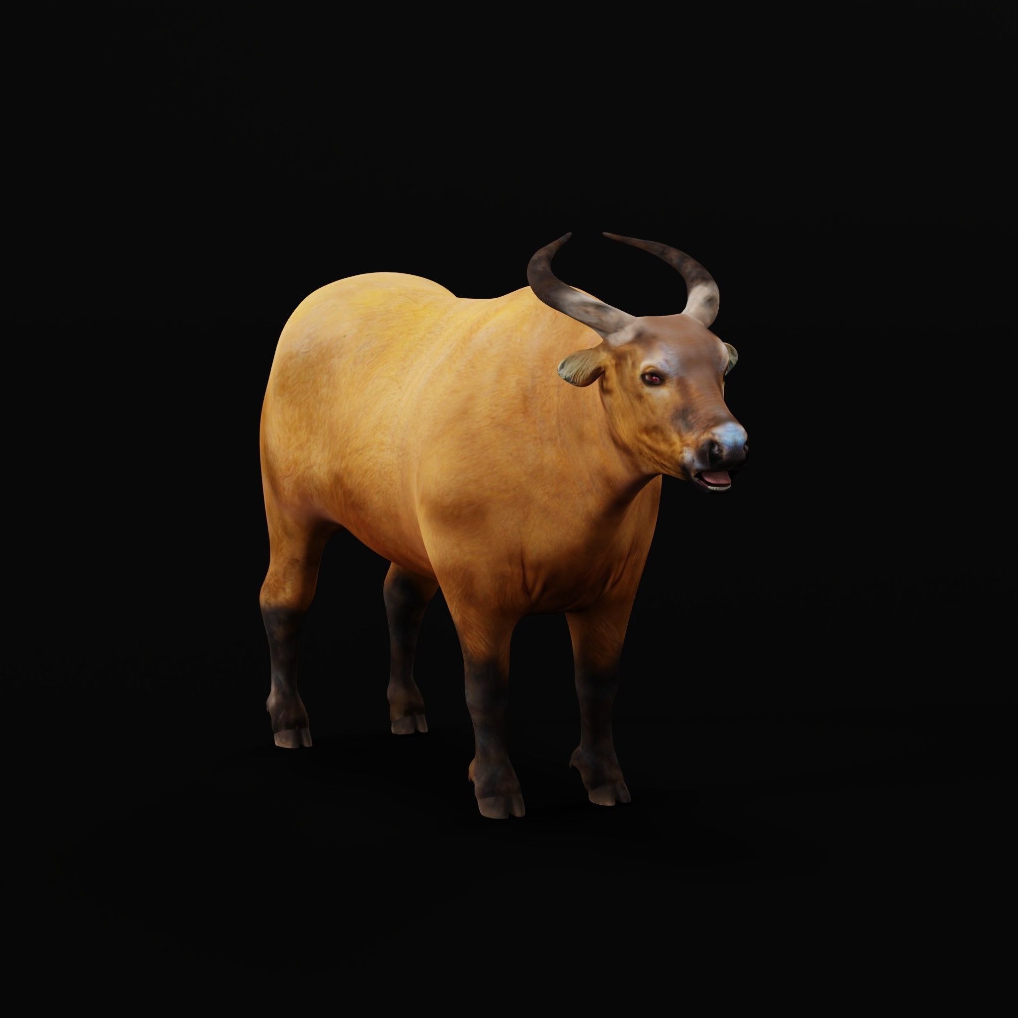 African Dwarf Forest Buffalo Low-poly 3D model_32