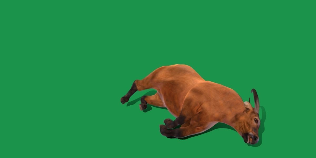 African Dwarf Forest Buffalo Low-poly 3D model_22