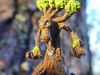 Treant STL 3D model 3D printable | CGTrader