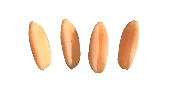 Wheat seeds 3d model with realistic textures 3D model