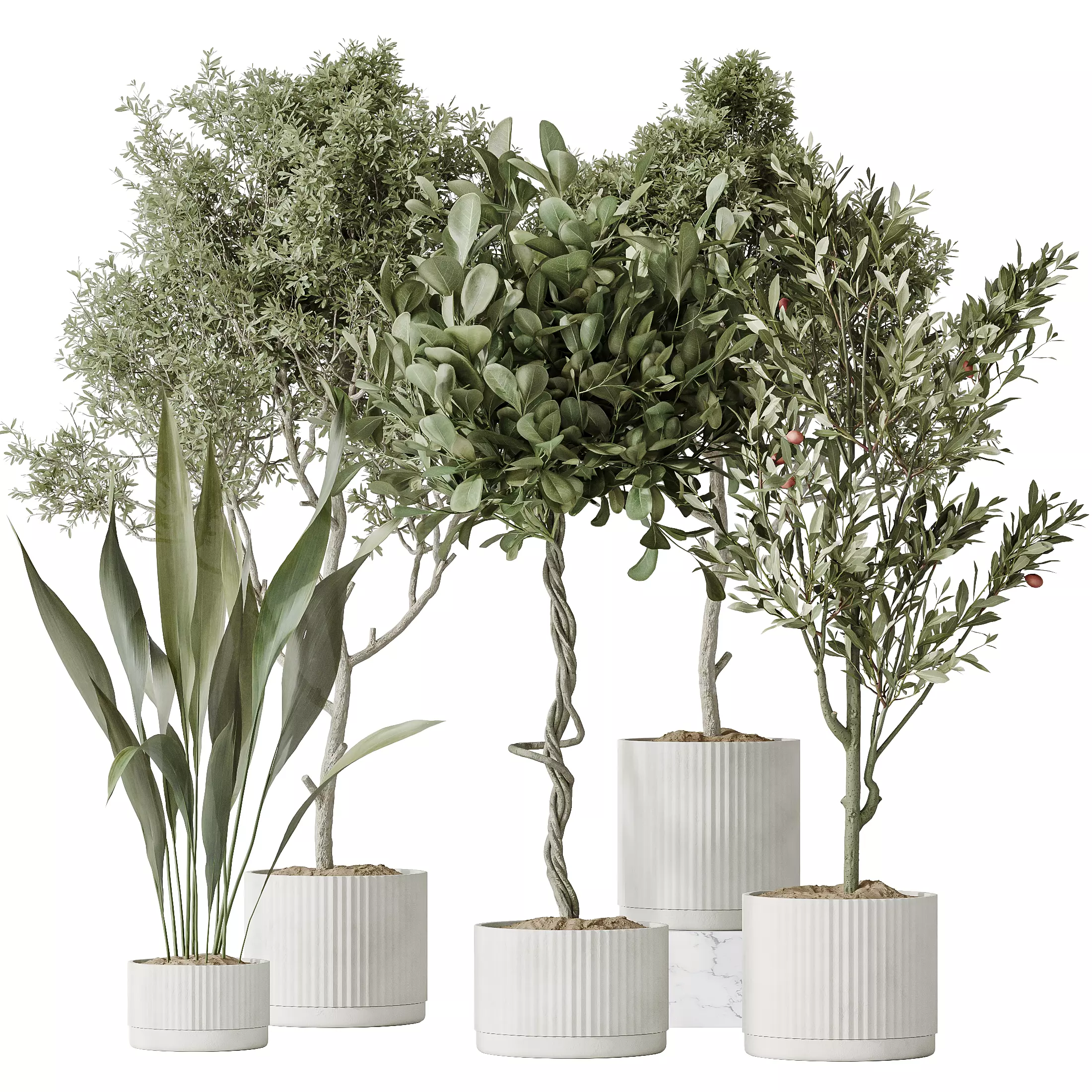 Indoor plants set 79 Wilsonii Chemlali Olive Ficus 3D model_0
