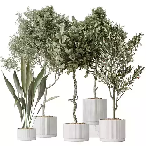 Indoor plants set 79 Wilsonii Chemlali Olive Ficus 3D model