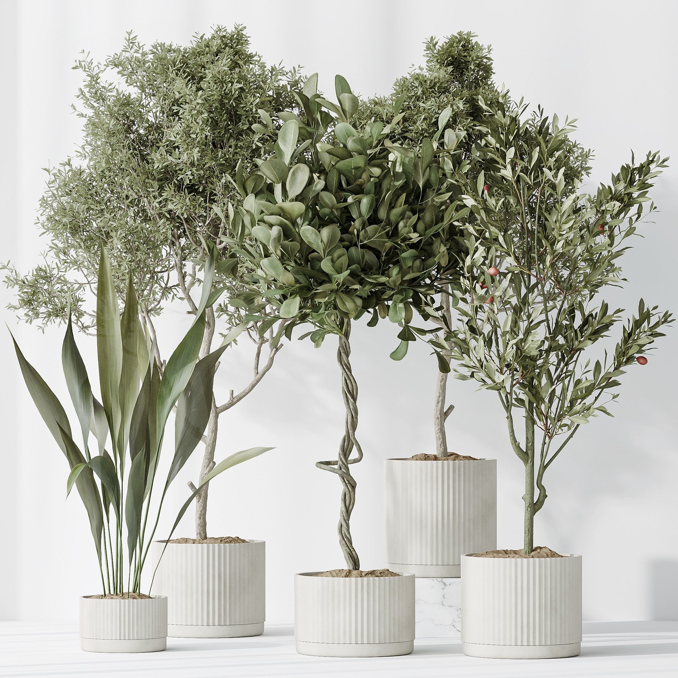 Indoor plants set 79 Wilsonii Chemlali Olive Ficus 3D model_1