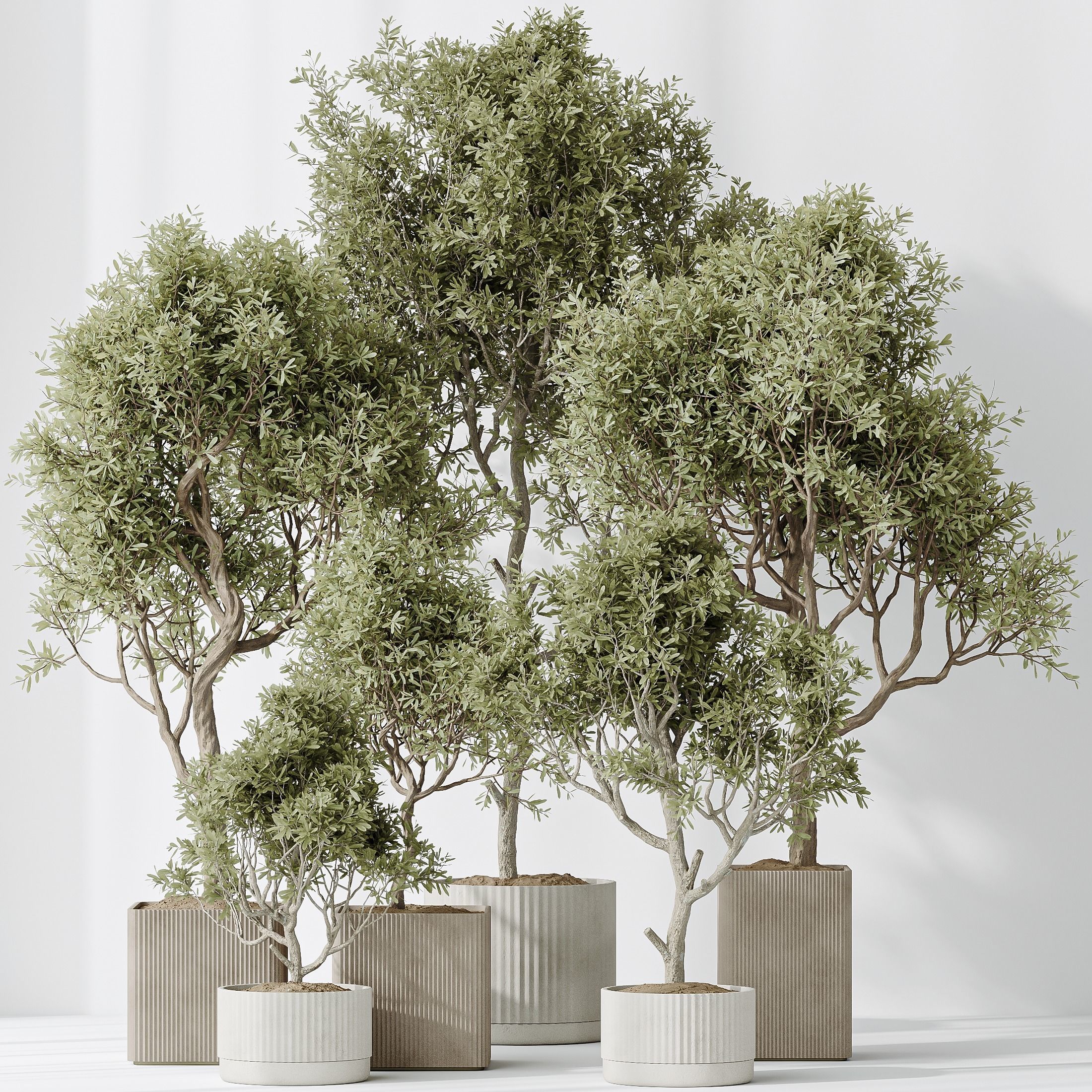 Indoor plants set 80 Mission Kalamata Leccino Arbequina Wilsonii 3D model_1