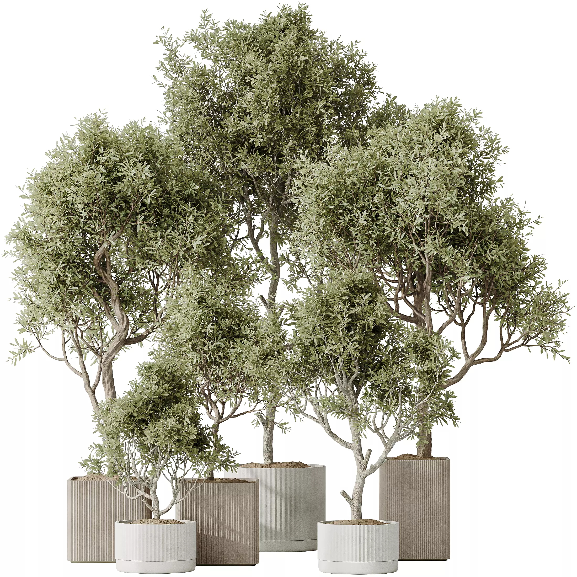 Indoor plants set 80 Mission Kalamata Leccino Arbequina Wilsonii 3D model_0