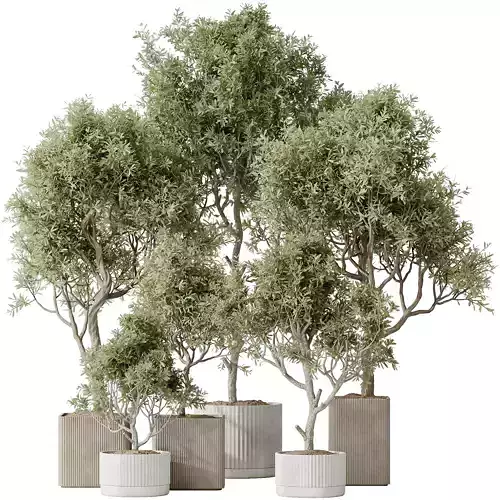 Indoor plants set 80 Mission Kalamata Leccino Arbequina Wilsonii 3D model