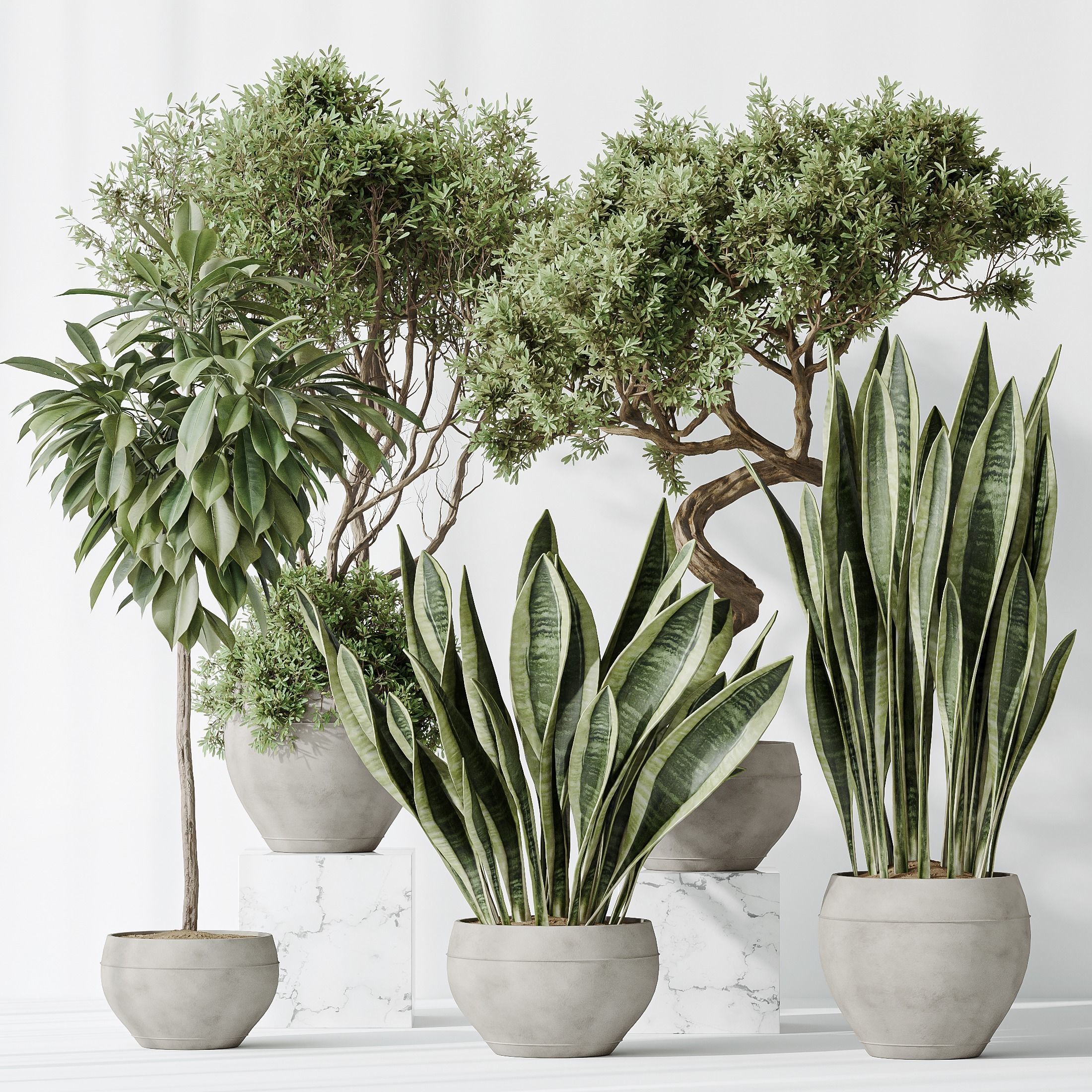 Indoor plants set 82 Ficus Cyathistipula and Green Sansevieria 3D model_1