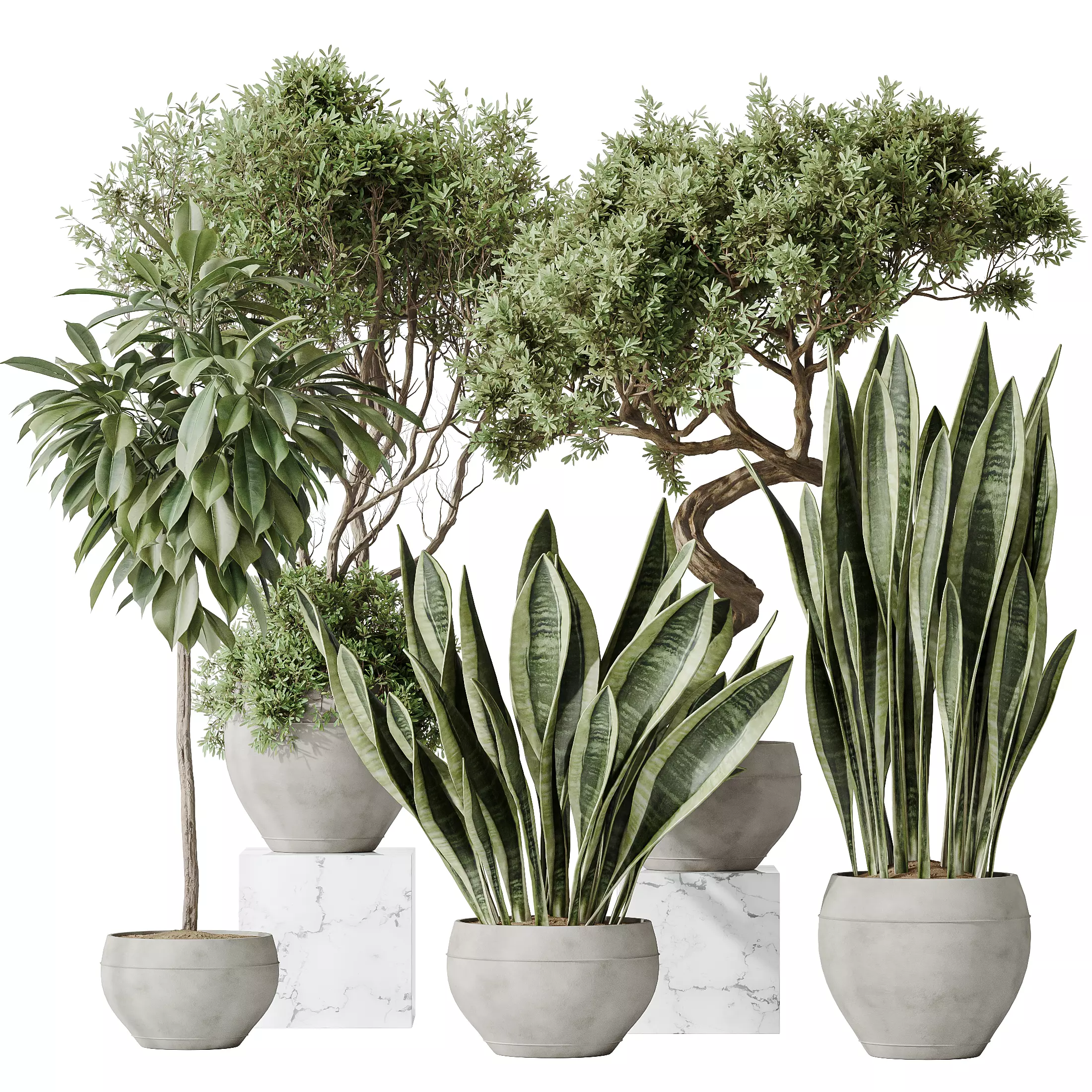 Indoor plants set 82 Ficus Cyathistipula and Green Sansevieria 3D model_0