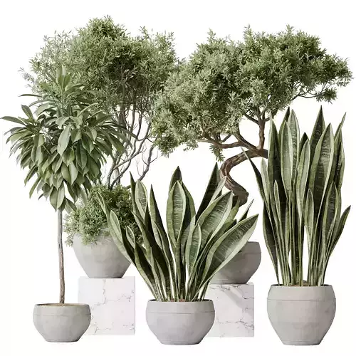 Indoor plants set 82 Ficus Cyathistipula and Green Sansevieria 3D model