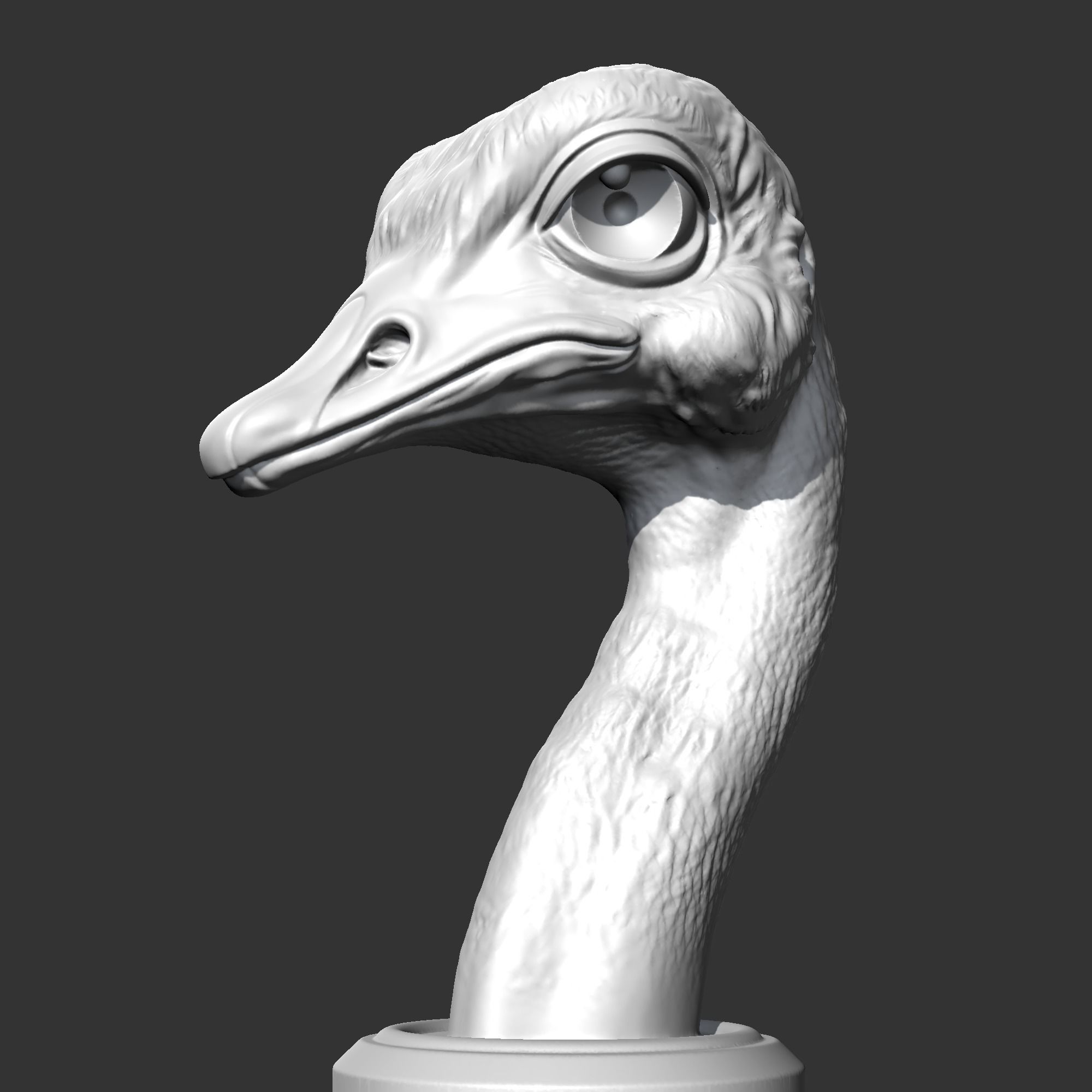 Ostrich Head AM31 3D print model 3D print model_4