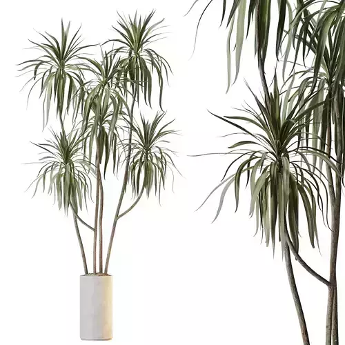 HousePlants Dracaena Warneckii Lemon Lime Cane Dragon Version06