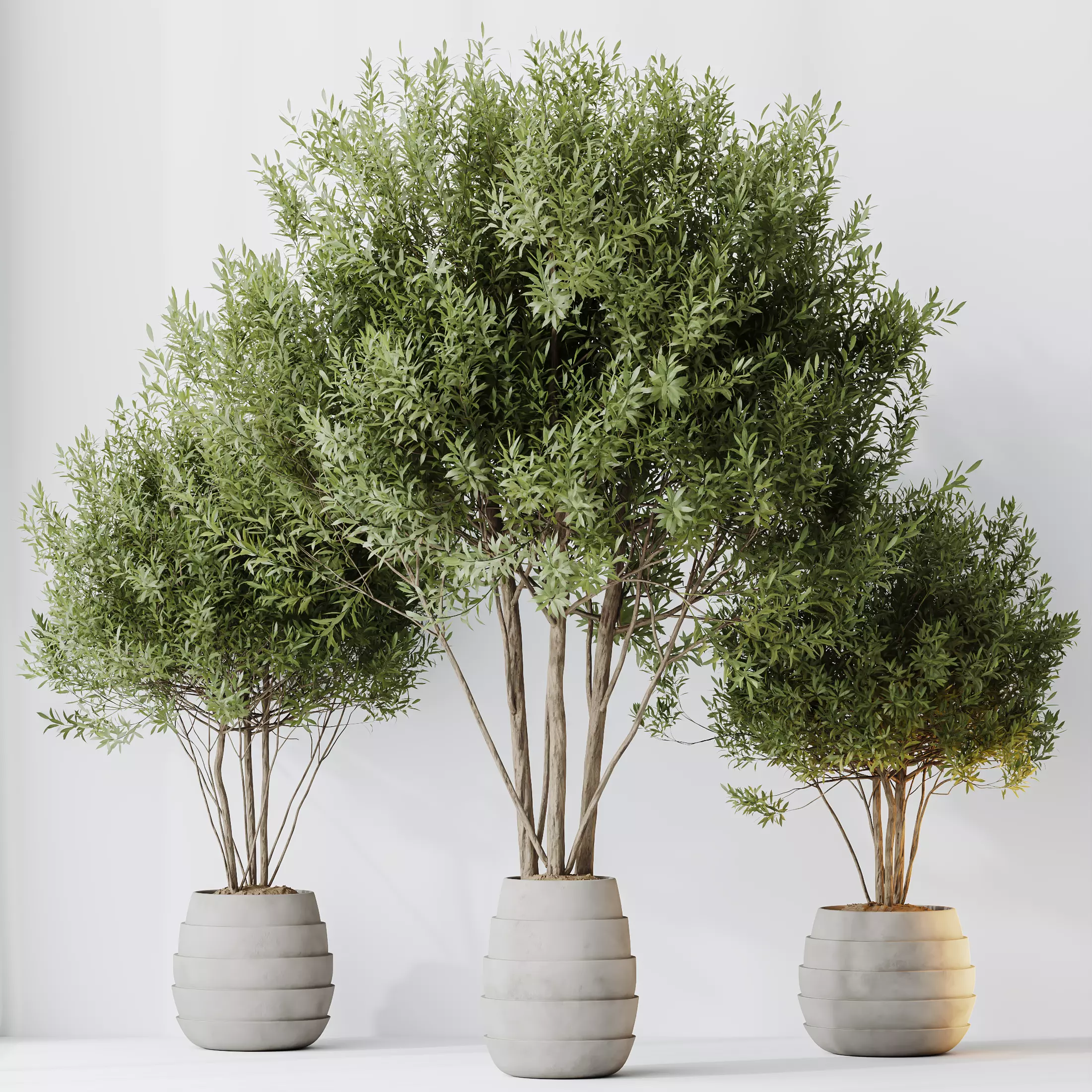 Kalamata Leccino Arbequina Wilsonii Chemlali Olive Set 35 3D model_0
