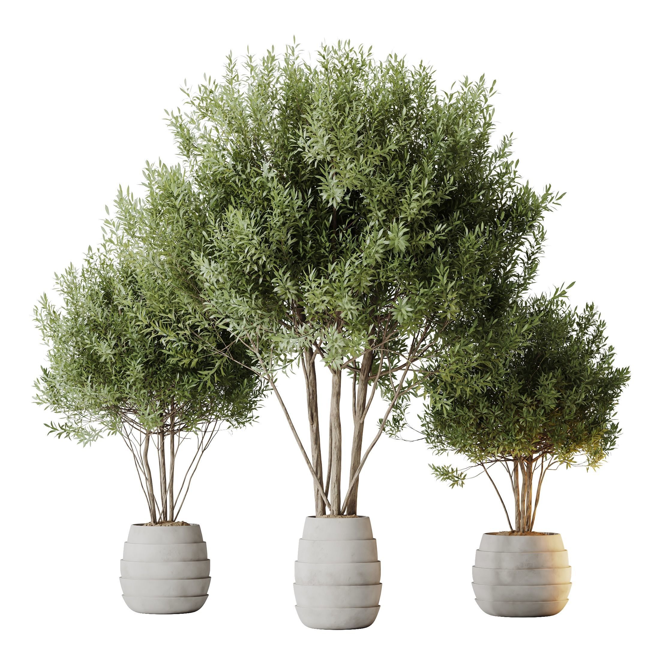 Kalamata Leccino Arbequina Wilsonii Chemlali Olive Set 35 3D model_1