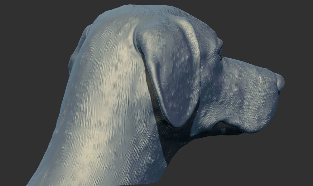 Labrador Dog Head Bust 3d printable model 3D print model_4