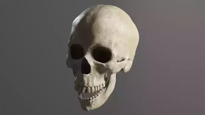 Human Skull Realistic