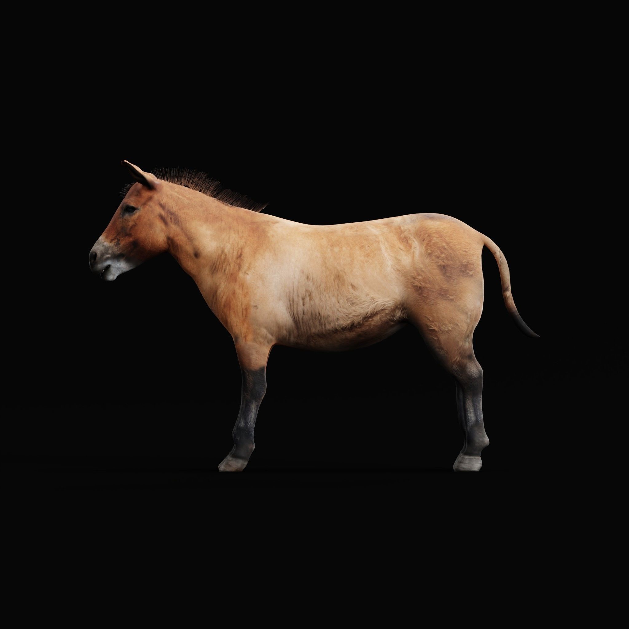 Mongolian Przewalski Wild Horse 3D model_4