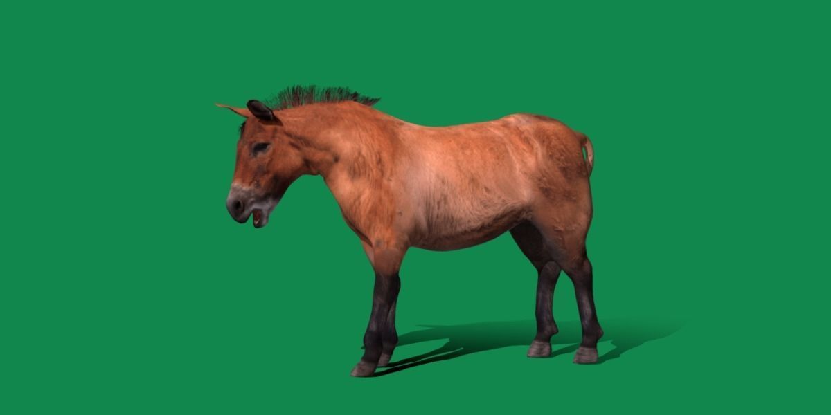 Mongolian Przewalski Wild Horse 3D model_25