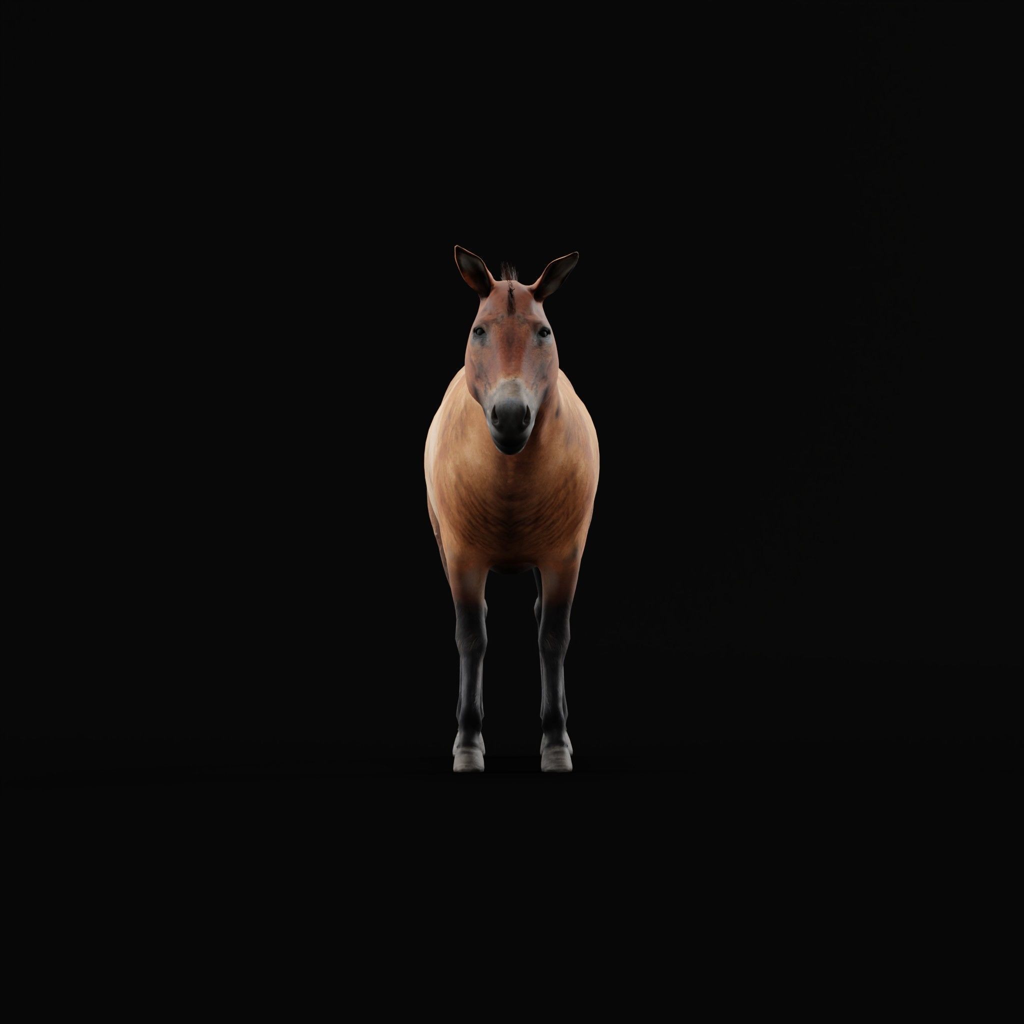 Mongolian Przewalski Wild Horse 3D model_3