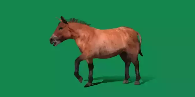 Mongolian Przewalski Wild Horse 3D model