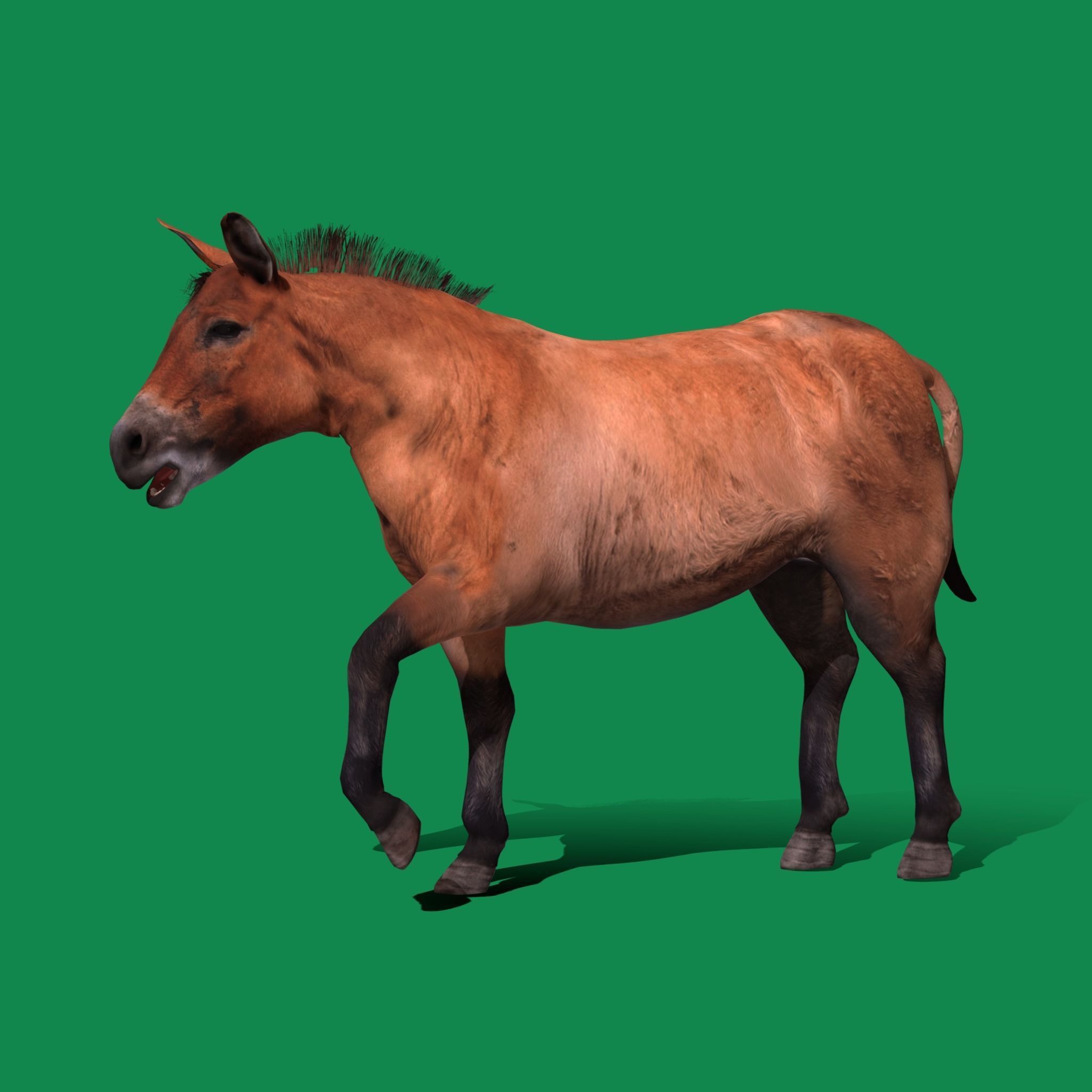 Mongolian Przewalski Wild Horse 3D model_17