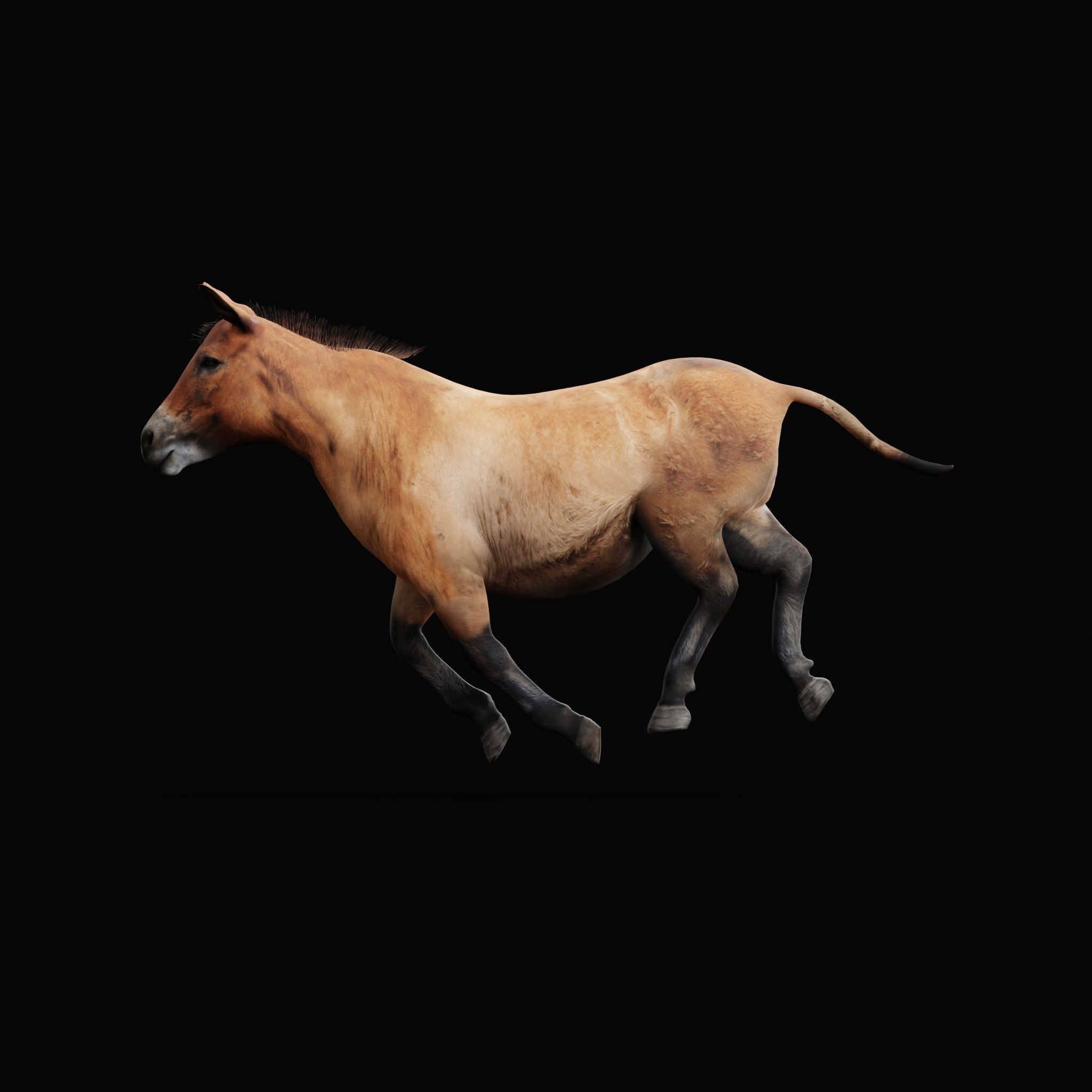 Mongolian Przewalski Wild Horse 3D model_7