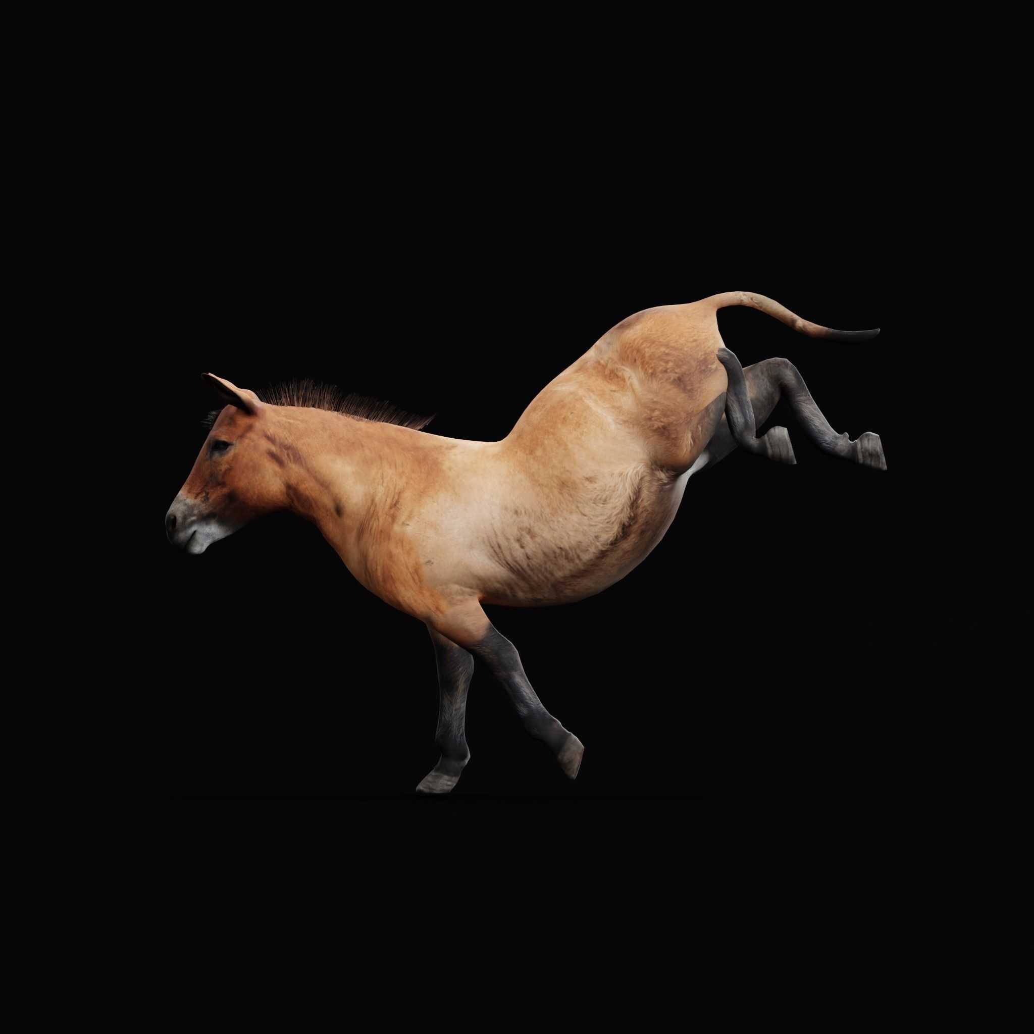 Mongolian Przewalski Wild Horse 3D model_6