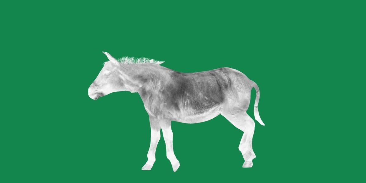 Mongolian Przewalski Wild Horse 3D model_24