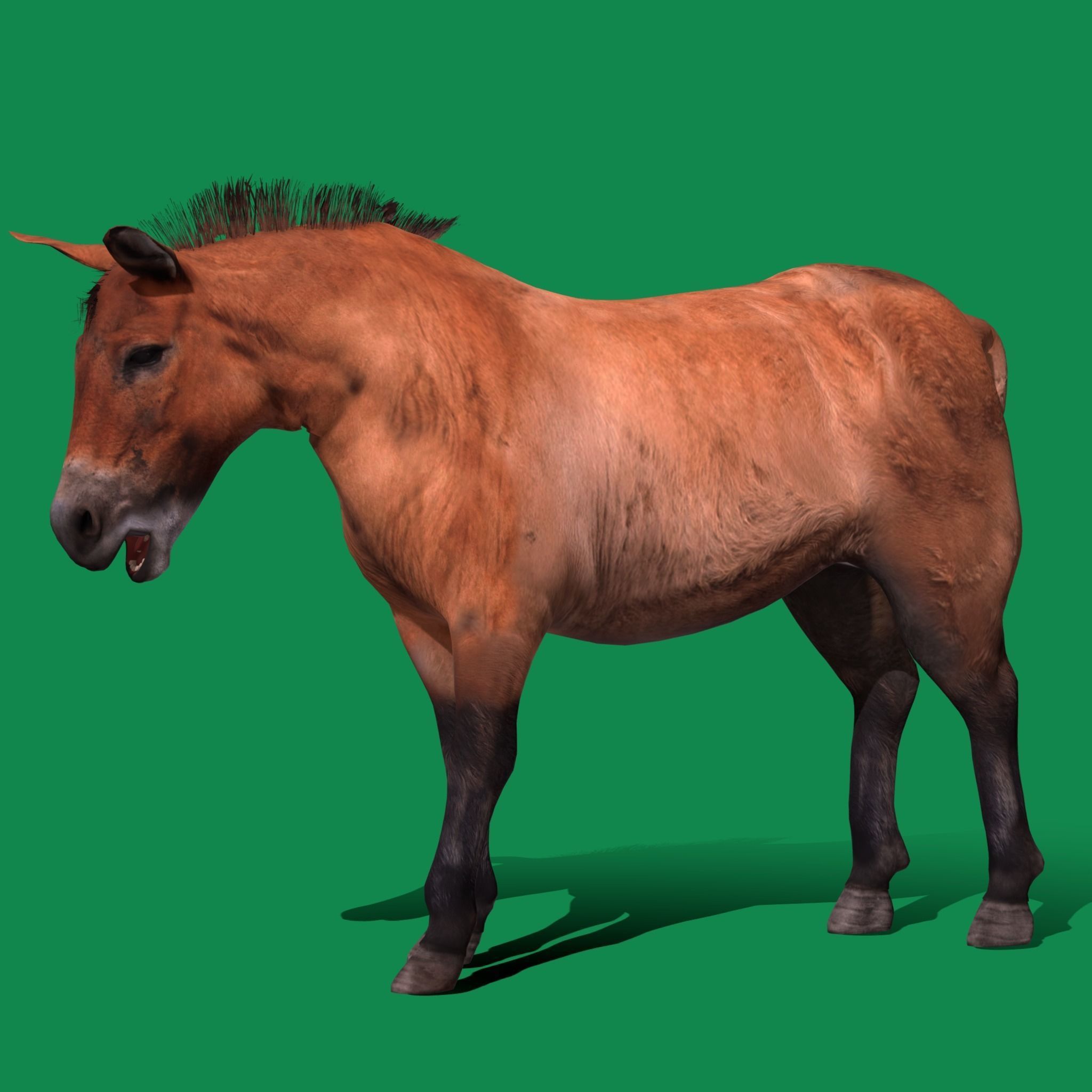 Mongolian Przewalski Wild Horse 3D model_16