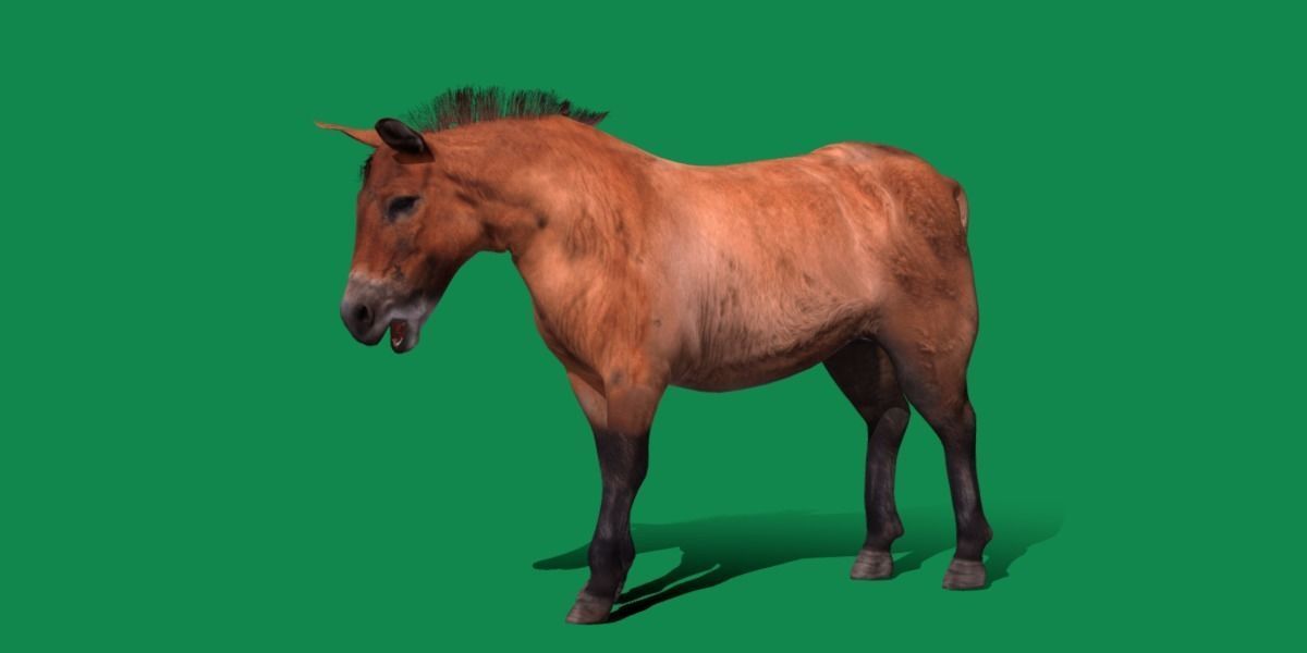 Mongolian Przewalski Wild Horse 3D model_15