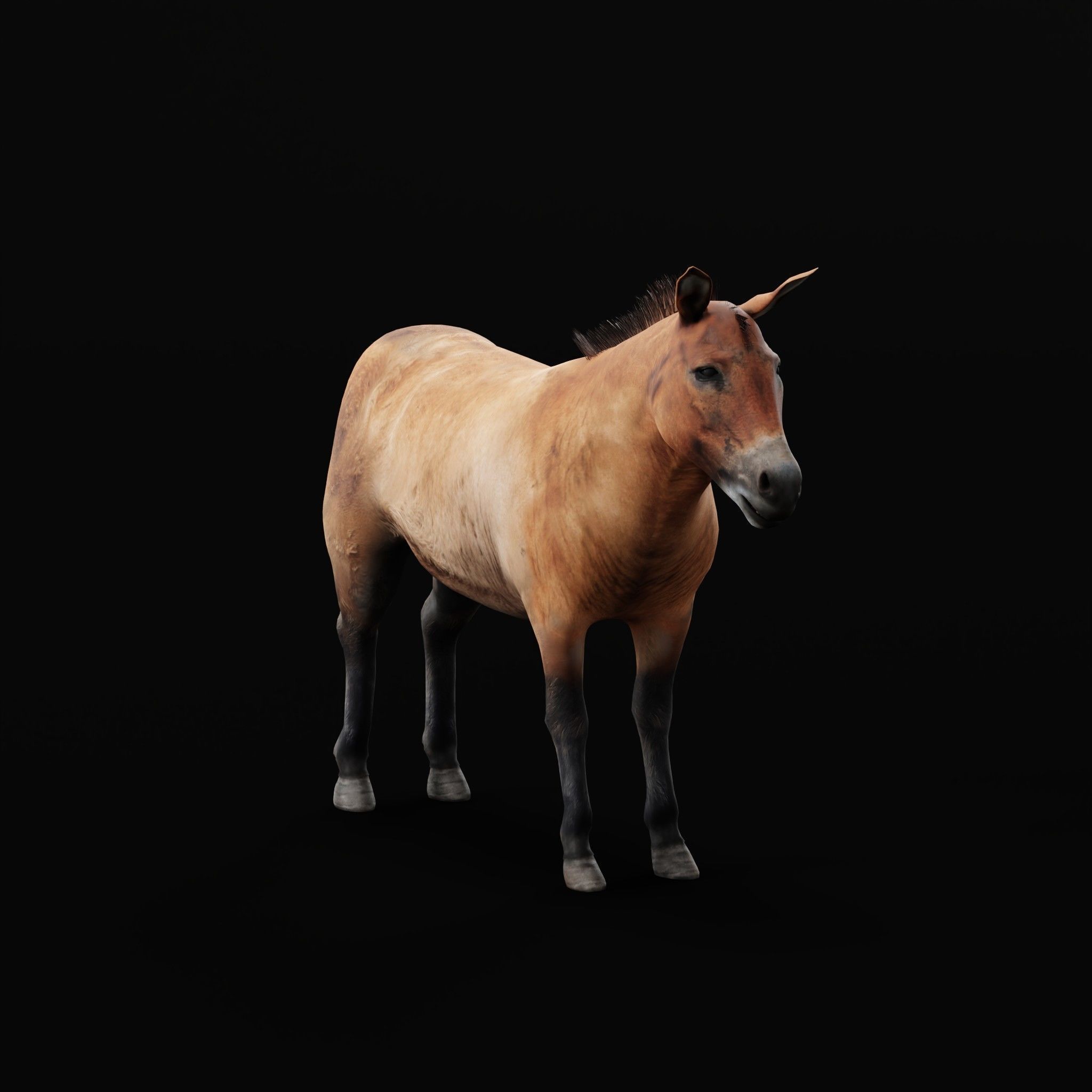 Mongolian Przewalski Wild Horse 3D model_2