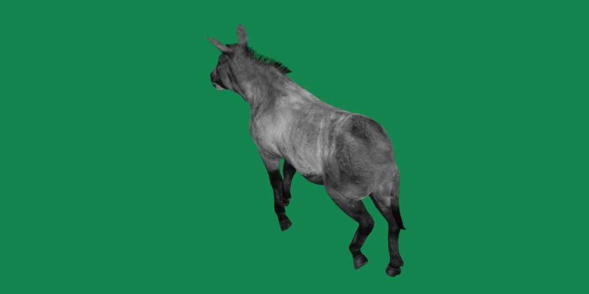Mongolian Przewalski Wild Horse 3D model_8