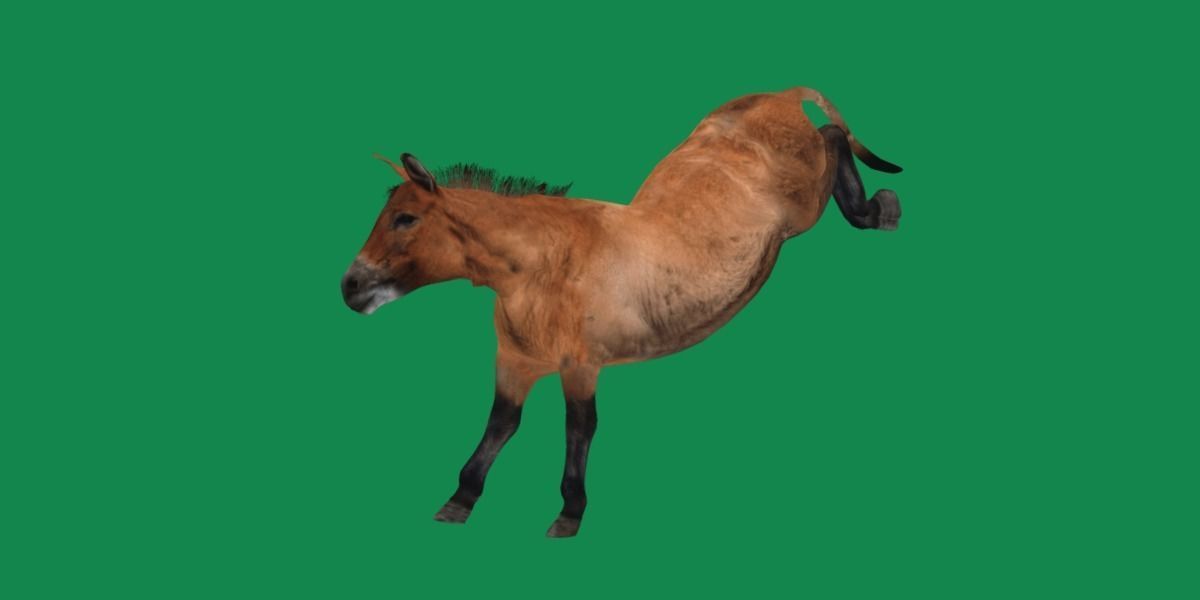 Mongolian Przewalski Wild Horse 3D model_22