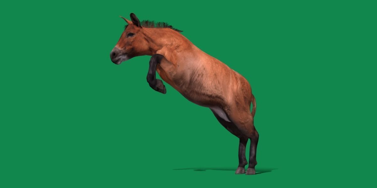 Mongolian Przewalski Wild Horse 3D model_21