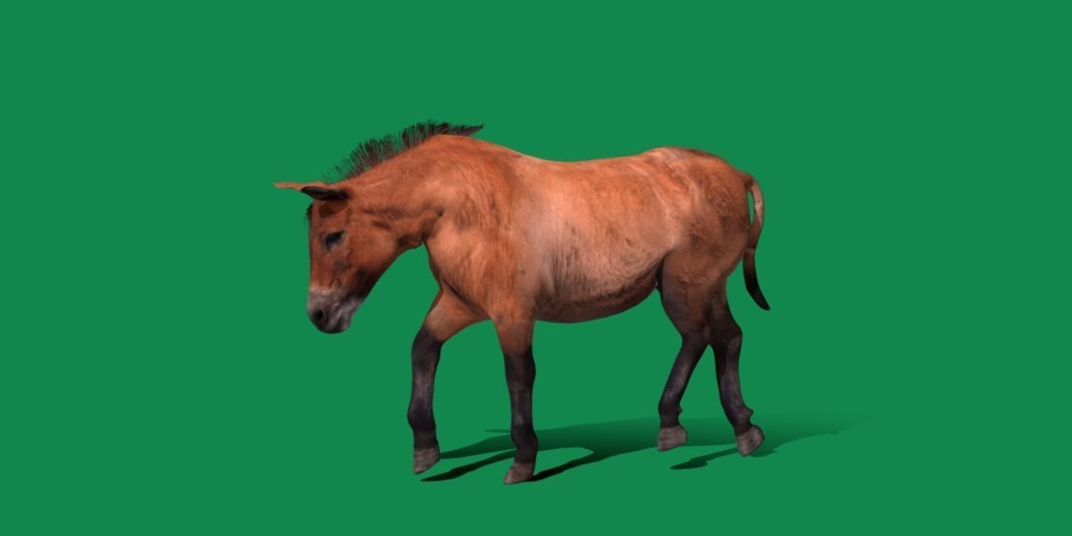 Mongolian Przewalski Wild Horse 3D model_18