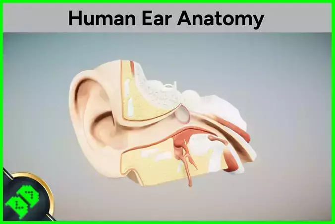 Human Ear Anatomy