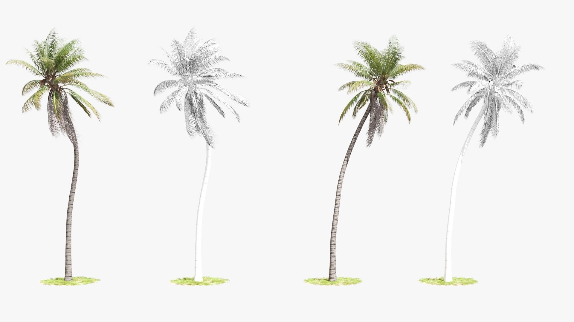 8 Model Coconut Tree with looped wind animation Low-poly 3D model_6